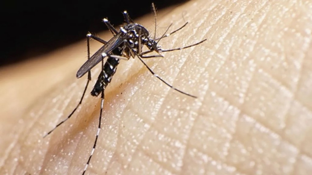 AMBA: confirmaron circulación comunitaria de dengue y chikungunya