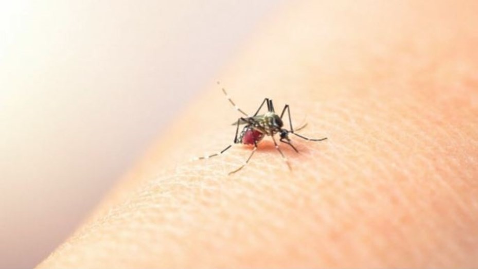 Confirman una muerte por dengue en La Plata