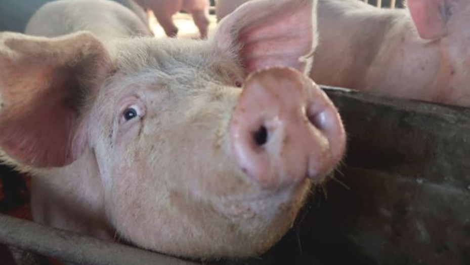 Detectan el primer caso humano de una cepa de gripe similar a un virus que circula en cerdos