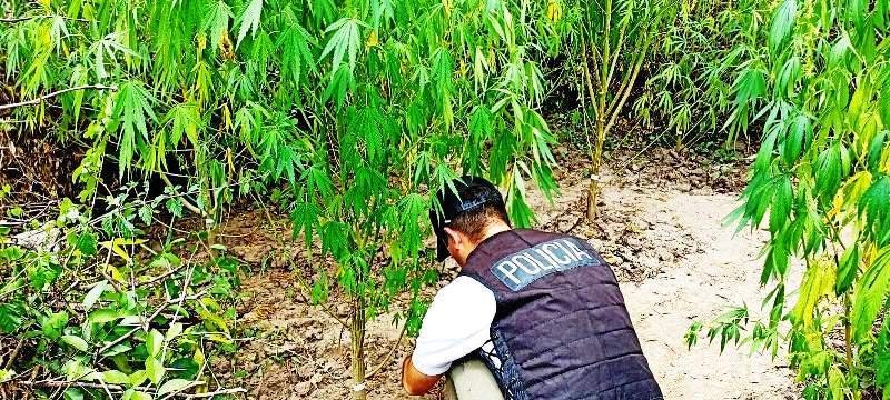 26 plantas de marihuana fueron secuestradas en un campo ganadero