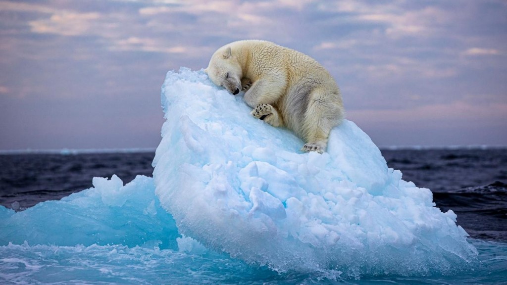 La imagen de un oso polar en un iceberg a la deriva ganó un prestigioso premio de foto