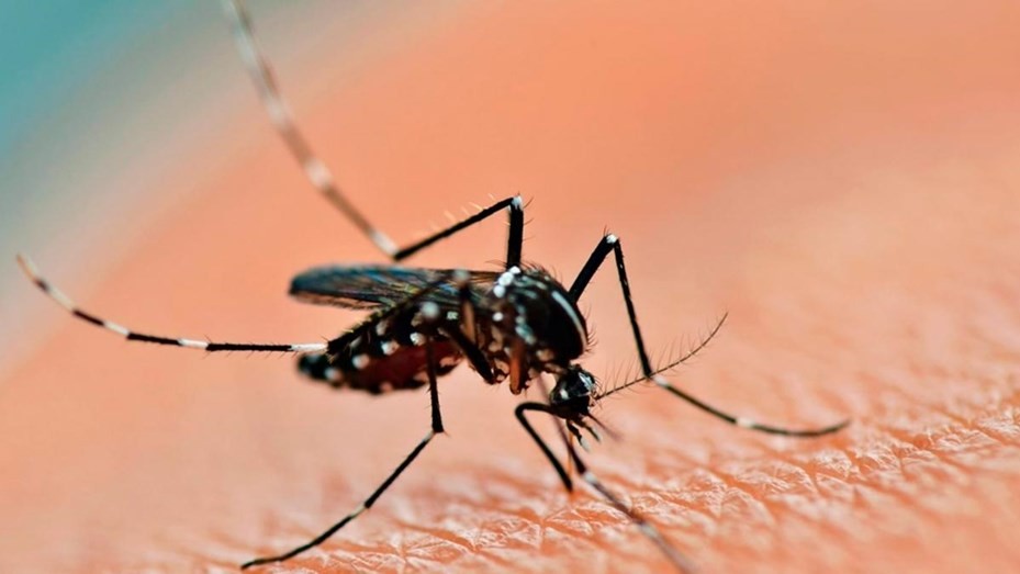 Dengue: 14 provincias argentinas presentan 