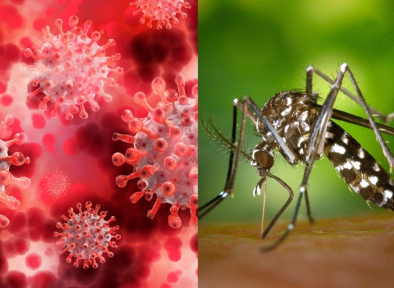 Dengue y coronavirus en Formosa: ¿Cómo sigue la situación epidemiológica en la provincia?