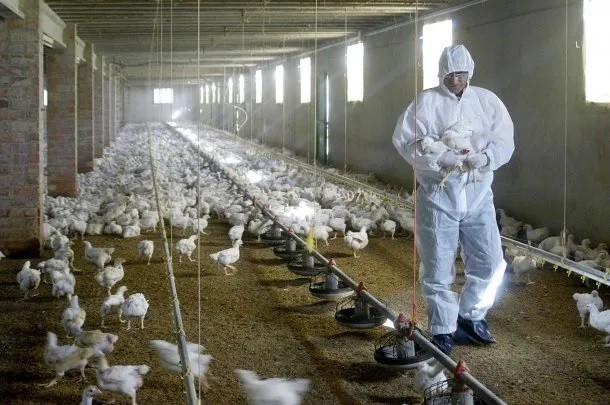 Gripe aviar: confirman que los casos en el país llegan a 40