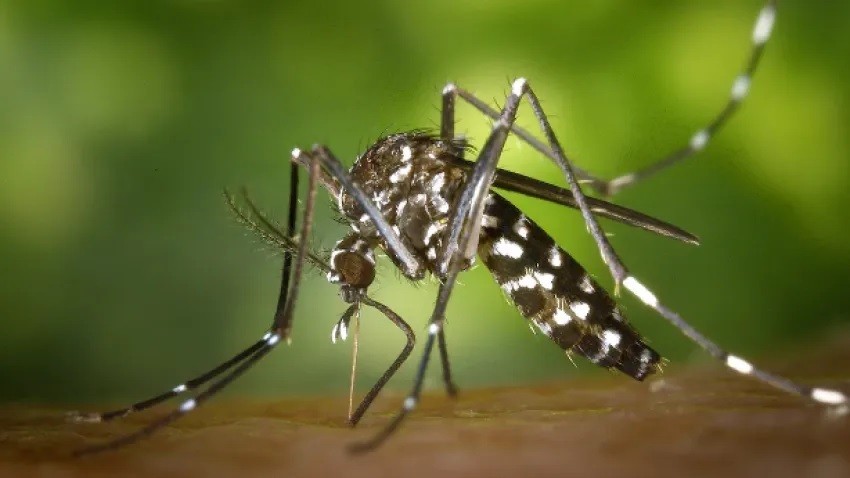 En la Argentina: Confirmaron una muerte y cerca de 5 mil casos de Dengue
