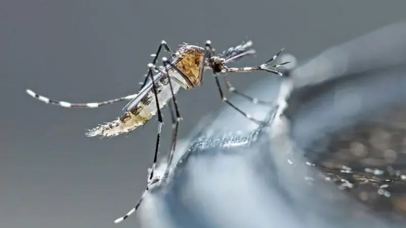 En Argentina, preocupante aumento de casos de dengue 