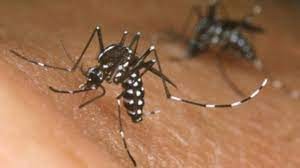  Tucumán: Confirman la segunda muerte de una persona por dengue