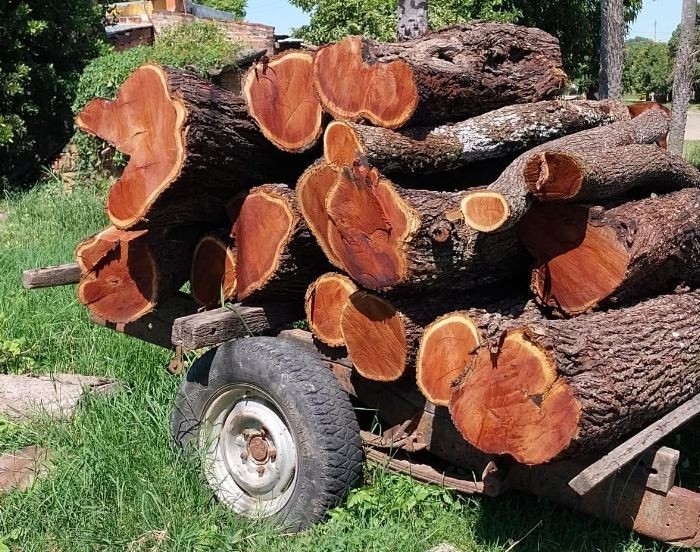 Por cortar árboles en el predio del colegio Agrotécnico, tres hombres fueron demorados 