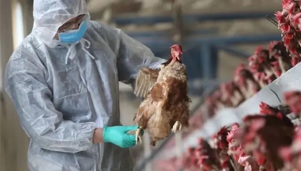 Chile confirma el primer caso humano de gripe aviar