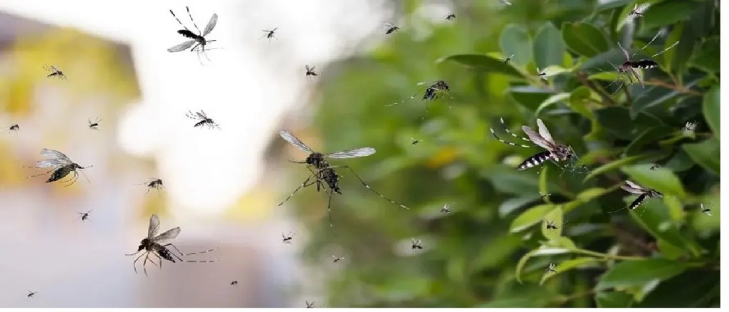 Dengue: con el frío, el mosquito busca las casas más cálidas y sigue picando
