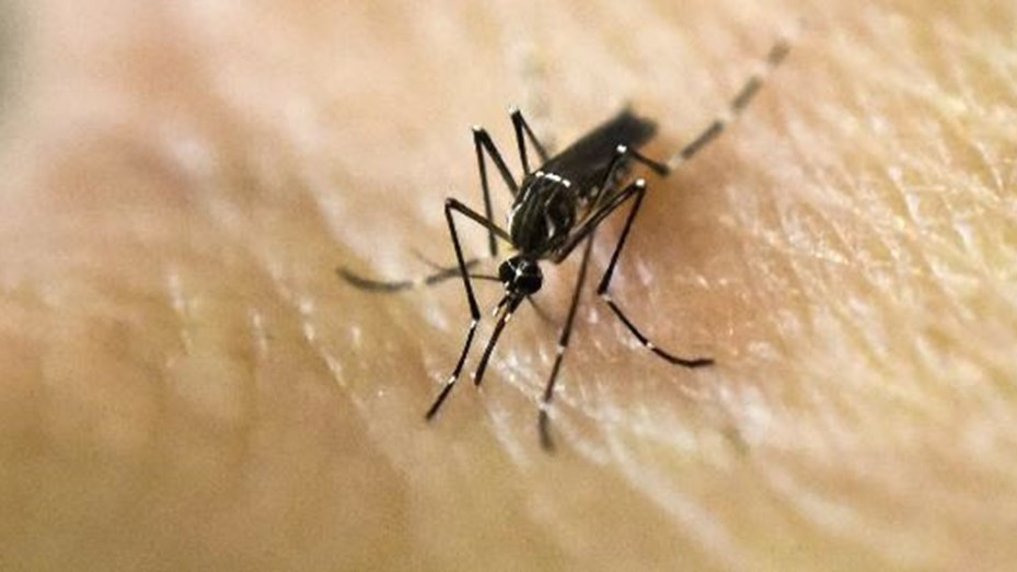 Argentina se acerca a los 400 mil casos de dengue