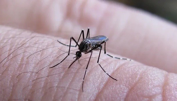 Dengue: se registra un descenso en los casos por quinta semana consecutiva
