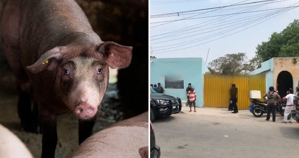 México: un hombre intentó darle de comer a su chancho, pero el animal lo atacó y lo mató a mordiscones