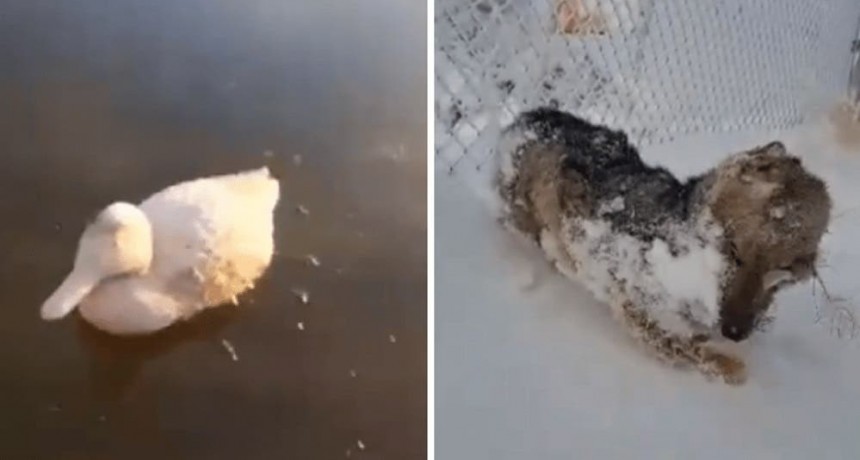 Imágenes de animales congelados por el frío extremo
