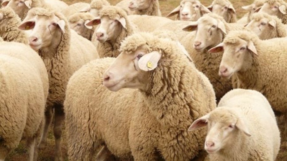 Insólito: un rebaño de ovejas se comió 300 kilos de marihuana