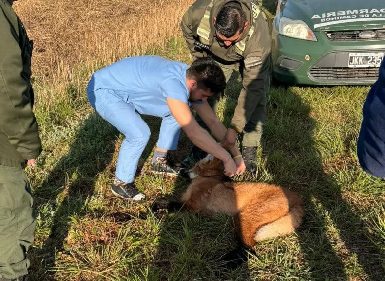 Rescatan a un aguará guazú a la vera de la ruta que estaba herido 