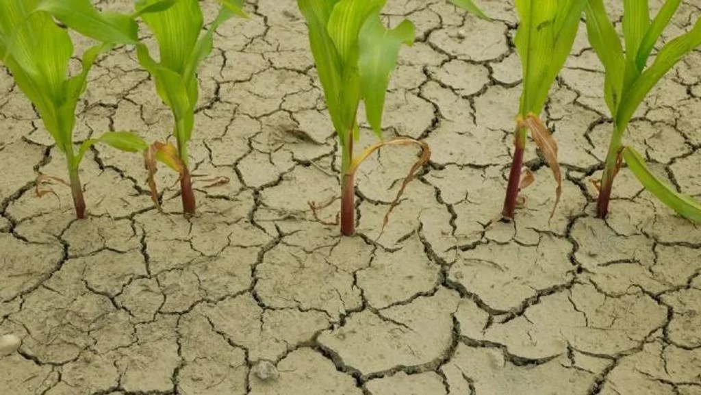 Con la llegada de La Niña a la Argentina, se esperan fuertes sequías y un clima fuera de lo normal