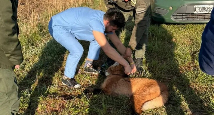 Rescatan a un aguará guazú a la vera de la ruta que estaba herido 