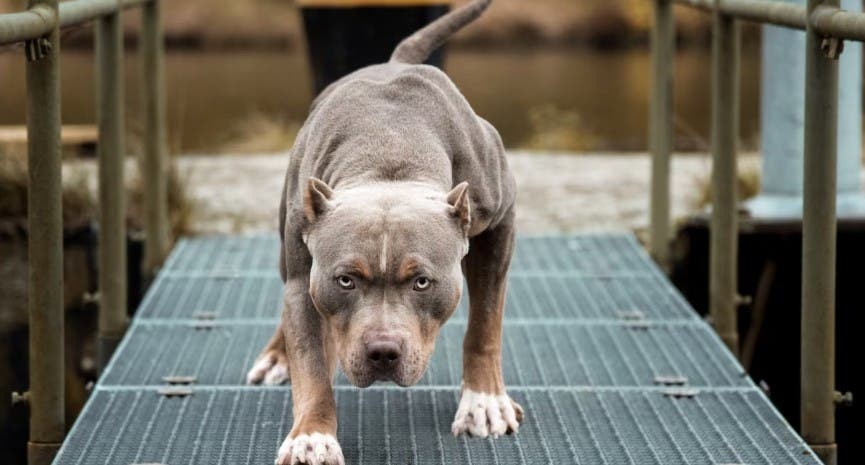 Hombre mató a cuchillazos a un pitbull que había atacado a su perro salchicha en Córdoba