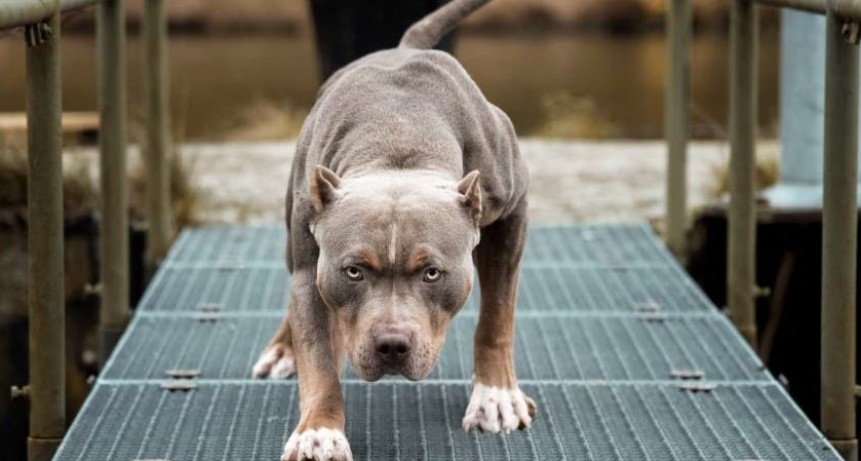 Hombre mató a cuchillazos a un pitbull que había atacado a su perro salchicha en Córdoba